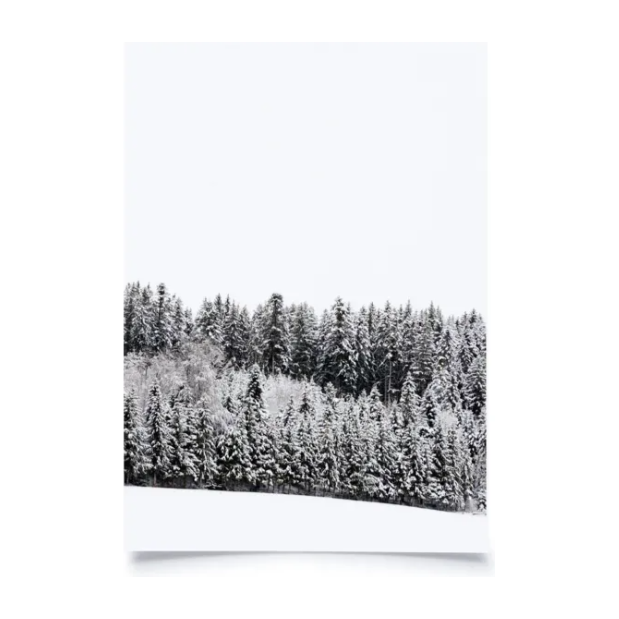 Karte Winterwald vor weissem Hintergrund.